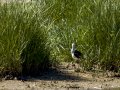 Cigüeñuela comun - Himantopus himantopus - Camallarga comú