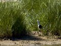 Cigüeñuela comun - Himantopus himantopus - Camallarga comú