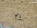 Cigüeñuela comun - Himantopus himantopus - Camallarga comú