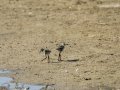 Cigüeñuela comun - Himantopus himantopus - Camallarga comú