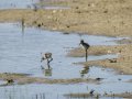 Cigüeñuela comun - Himantopus himantopus - Camallarga comú