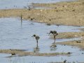 Cigüeñuela comun - Himantopus himantopus - Camallarga comú