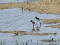Cigüeñuela comun - Himantopus himantopus - Camallarga comú