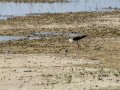 Cigüeñuela comun - Himantopus himantopus - Camallarga comú