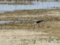 Cigüeñuela comun - Himantopus himantopus - Camallarga comú