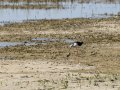 Cigüeñuela comun - Himantopus himantopus - Camallarga comú