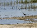 Cigüeñuela comun - Himantopus himantopus - Camallarga comú