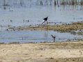 Cigüeñuela comun - Himantopus himantopus - Camallarga comú