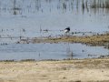 Cigüeñuela comun - Himantopus himantopus - Camallarga comú