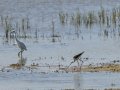 Cigüeñuela comun - Himantopus himantopus - Camallarga comú