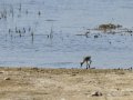 Cigüeñuela comun - Himantopus himantopus - Camallarga comú