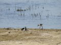 Cigüeñuela comun - Himantopus himantopus - Camallarga comú