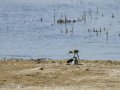 Cigüeñuela comun - Himantopus himantopus - Camallarga comú