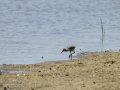 Cigüeñuela comun - Himantopus himantopus - Camallarga comú