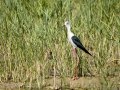 Cigüeñuela comun - Himantopus himantopus - Camallarga comú