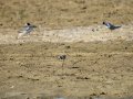 Cigüeñuela comun - Himantopus himantopus - Camallarga comú