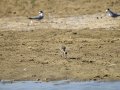 Cigüeñuela comun - Himantopus himantopus - Camallarga comú