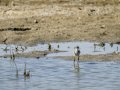 Cigüeñuela comun - Himantopus himantopus - Camallarga comú