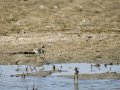 Cigüeñuela comun - Himantopus himantopus - Camallarga comú