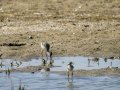 Cigüeñuela comun - Himantopus himantopus - Camallarga comú