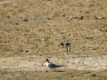 Cigüeñuela comun - Himantopus himantopus - Camallarga comú