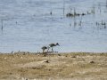Cigüeñuela comun - Himantopus himantopus - Camallarga comú