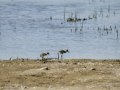 Cigüeñuela comun - Himantopus himantopus - Camallarga comú