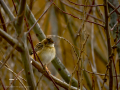 Cistícola buitrón - Cisticola juncidis - Trist