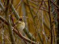 Cistícola buitrón - Cisticola juncidis - Trist