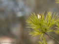Cistícola buitrón - Cisticola juncidis - Trist