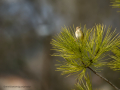 Cistícola buitrón - Cisticola juncidis - Trist