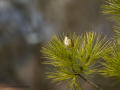 Cistícola buitrón - Cisticola juncidis - Trist