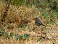 Colirrojo tizón - Phoenicurus ochruros - Cotxa fumada