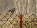 Colirrojo tizón - Phoenicurus ochruros - Cotxa fumada