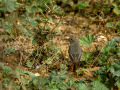 Colirrojo tizón - Phoenicurus ochruros - Cotxa fumada