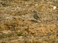 Colirrojo tizón - Phoenicurus ochruros - Cotxa fumada