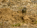Colirrojo tizón - Phoenicurus ochruros - Cotxa fumada