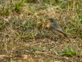 Colirrojo tizón - Phoenicurus ochruros - Cotxa fumada