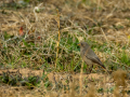 Colirrojo tizón - Phoenicurus ochruros - Cotxa fumada