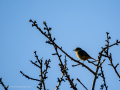 Colirrojo tizón - Phoenicurus ochruros - Cotxa fumada