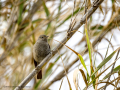 Colirrojo tizón - Phoenicurus ochruros - Cotxa fumada