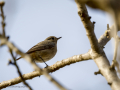 Colirrojo tizón - Phoenicurus ochruros - Cotxa fumada