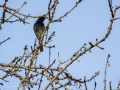 Colirrojo tizón - Phoenicurus ochruros - Cotxa fumada