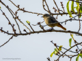 Colirrojo tizón - Phoenicurus ochruros - Cotxa fumada