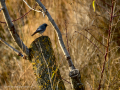 Colirrojo tizón - Phoenicurus ochruros - Cotxa fumada