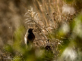 Colirrojo tizón - Phoenicurus ochruros - Cotxa fumada