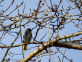 Colirrojo tizón - Phoenicurus ochruros - Cotxa fumada