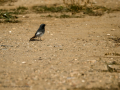 Colirrojo tizón - Phoenicurus ochruros - Cotxa fumada