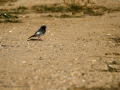 Colirrojo tizón - Phoenicurus ochruros - Cotxa fumada