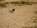 Colirrojo tizón - Phoenicurus ochruros - Cotxa fumada